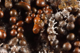 Trichia(?) slime mold colonized by the fungus Polycephalomyces tomentosus