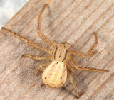 Xysticus luctans (immature female)