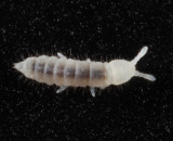 Onychiuridae - Protaphorura sp.