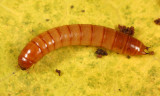 Centronopus calcaratus (larva)