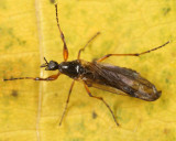 Bibio slossonae (female)