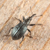 White Clover Weevil - Ischnopterapion virens