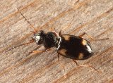 Four-Spotted Ground Beetle - Bembidion quadrimaculatum