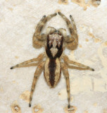 Gray Wall Jumper - Menemerus bivittatus