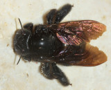 Xylocopa mordax (female)