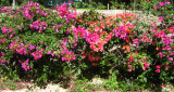 Bougainvillea