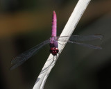 Orthemis sp. (undescribed) male