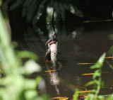 Red-eared Slider - Trachemys scripta elegans