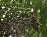 Hispaniolan Woodpecker - Melanerpes striatus