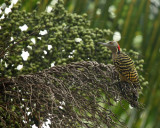 Hispaniolan Woodpecker - Melanerpes striatus