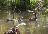 West Indian Whistling Duck - Dendrocygna arborea