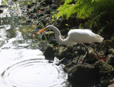 Great Egret - Ardea alba
