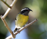 Bananaquit - Coereba flaveola