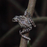 Hispaniolan Giant Tree Frog - Osteopilus vastus