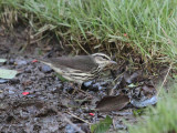 Northern Waterthrush - Parkesia noveboracensis