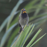 Yellow-faced Grassquit - Tiaris olivaceus