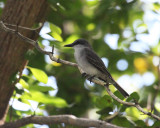 Gray Kingbird - Tyrannus dominicensis