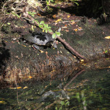 Red-eared Slider - Trachemys scripta elegans