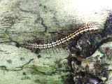 Millipede