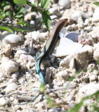 Hispaniolan Blue-tailed Ameiva - Ameiva taeniura