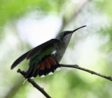 Antillean Mango - Anthracothorax dominicus (female)