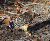 Red-shouldered Hawk - Buteo lineatus