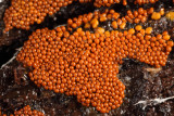 Leocarpus fragilis (Insect Egg Slime Mold)