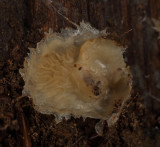 Phlebia tremellosa (=merulloides)