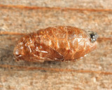 Epicypta sp. (pupa)