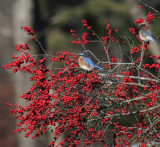 Eastern Bluebird - Sialia sialis