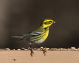 Townsends Warbler - Setophaga townsendi