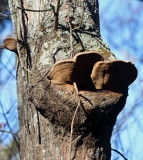 Fungi around tree hole