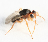 Callirhytis sp.