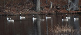 Greater White-fronted Goose - Anser albifrons