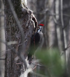 Pileated Woodpecker - Dryocopus pileatus