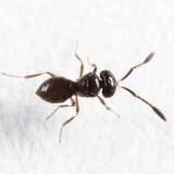 Trimorus sp. (female)