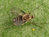 Neolasioptera boehmeriae