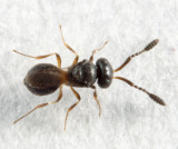 Trimorus sp. (female)
