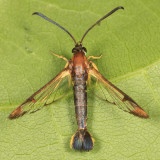 2596 - Eupatorium Borer - Carmenta bassiformis