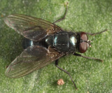 Eudasyphora sp.