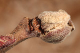 Dasineura serrulatae