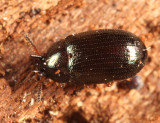 Neomida bicornis (male)