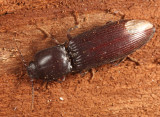 Hypoganus sulcicollis