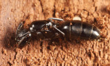 Camponotus nearcticus (queen)