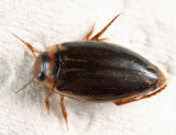 Coptotomus longulus