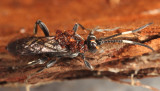 Ichneumon mendax (female)