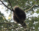 North American Porcupine - Erethizon dorsatum