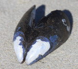Blue Mussel - Mytilus edulis