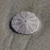 Common Sand Dollar - Echinarachnius parma