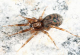 Phrurolithidae Spiders